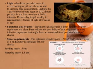 Brooding requirements in poultry | PDF