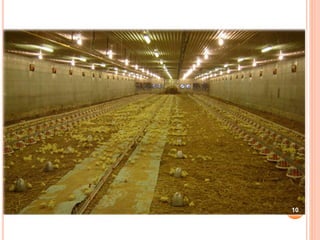 Brooding temperature practices of the broilers | PPTX