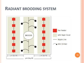 Brooding temperature practices of the broilers | PPTX