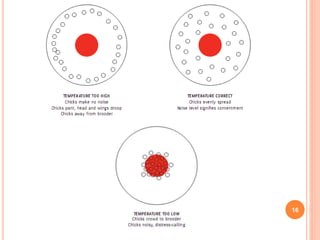 Brooding temperature practices of the broilers | PPTX