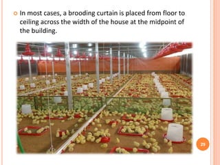 Brooding temperature practices of the broilers | PPTX
