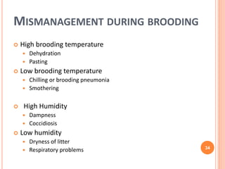 Good Temp Brooding Example Brooding temperature practices of the broilers | PPTX
