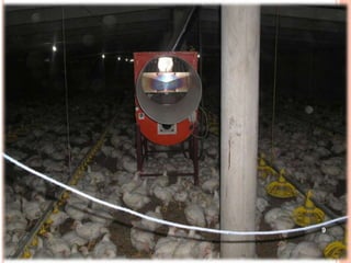 Brooding temperature practices of the broilers | PPTX