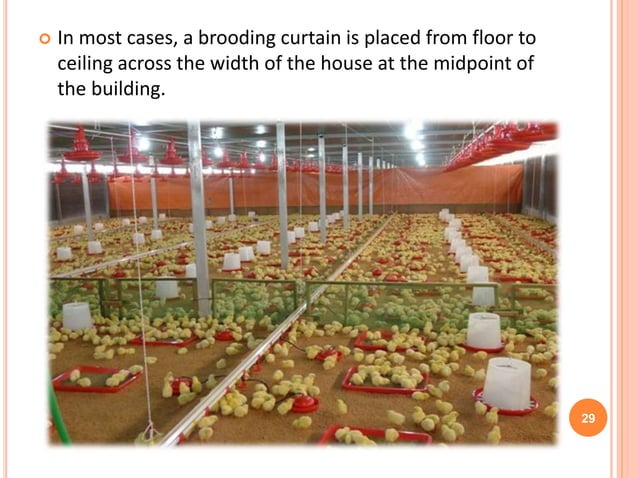 Brooding temperature practices of the broilers | PPTX