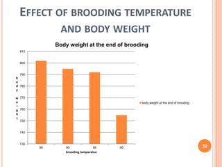Good Temp Brooding Example Brooding temperature practices of the broilers | PPTX