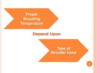 Brooding temperature practices of the broilers | PPTX