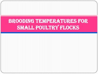 Brooding Temperatures for
Small Poultry Flocks

 