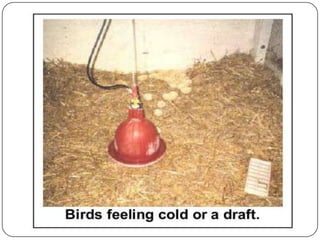 Brooding temperatures for | PPT