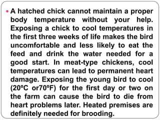 Brooding temperatures for | PPT