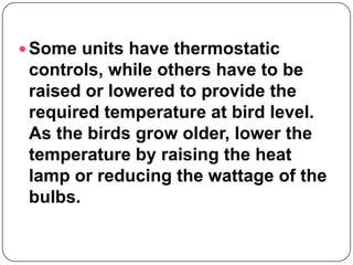 Brooding temperatures for | PPT