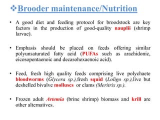 Brooder maintenance/Nutrition
• A good diet and feeding protocol for broodstock are key
factors in the production of good-quality nauplii (shrimp
larvae).
• Emphasis should be placed on feeds offering similar
polyunsaturated fatty acid (PUFAs such as arachidonic,
eicosopentaenoic and decasohexaenoic acid).
• Feed, fresh high quality feeds comprising live polychaete
bloodworms (Glycera sp.),fresh squid (Loligo sp.),live but
deshelled bivalve molluscs or clams (Meritrix sp.).
• Frozen adult Artemia (brine shrimp) biomass and krill are
other alternatives.
 