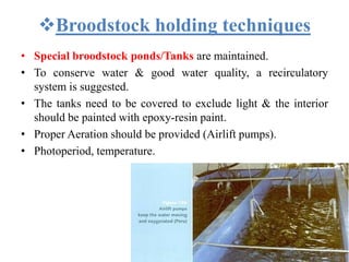 Broodstock holding techniques
• Special broodstock ponds/Tanks are maintained.
• To conserve water & good water quality, a recirculatory
system is suggested.
• The tanks need to be covered to exclude light & the interior
should be painted with epoxy-resin paint.
• Proper Aeration should be provided (Airlift pumps).
• Photoperiod, temperature.
 