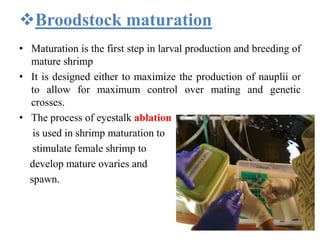 Broodstock maturation
• Maturation is the first step in larval production and breeding of
mature shrimp
• It is designed either to maximize the production of nauplii or
to allow for maximum control over mating and genetic
crosses.
• The process of eyestalk ablation
is used in shrimp maturation to
stimulate female shrimp to
develop mature ovaries and
spawn.
 