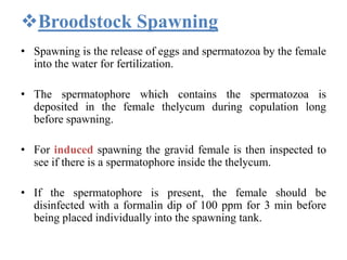 Broodstock Spawning
• Spawning is the release of eggs and spermatozoa by the female
into the water for fertilization.
• The spermatophore which contains the spermatozoa is
deposited in the female thelycum during copulation long
before spawning.
• For induced spawning the gravid female is then inspected to
see if there is a spermatophore inside the thelycum.
• If the spermatophore is present, the female should be
disinfected with a formalin dip of 100 ppm for 3 min before
being placed individually into the spawning tank.
 