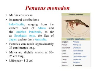 Penaeus monodon
• Marine crustacean.
• Its natural distribution :
Indo-Pacific, ranging from the
eastern coast of Africa and
the Arabian Peninsula, as far
as Southeast Asia, the Sea of
Japan, and northern Australia.
• Females can reach approximately
33 centimetres long.
• Males are slightly smaller at 20–
25 cm long.
• Life span= 1-2 yrs.
 