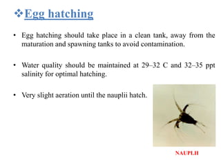 Egg hatching
• Egg hatching should take place in a clean tank, away from the
maturation and spawning tanks to avoid contamination.
• Water quality should be maintained at 29–32 C and 32–35 ppt
salinity for optimal hatching.
• Very slight aeration until the nauplii hatch.
NAUPLII
 