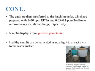 CONT..
• The eggs are then transferred to the hatching tanks, which are
prepared with 5–30 ppm EDTA and 0.05–0.1 ppm Treflan to
remove heavy metals and fungi, respectively.
• Nauplii display strong positive phototaxis.
• Healthy nauplii can be harvested using a light to attract them
to the water surface.
 