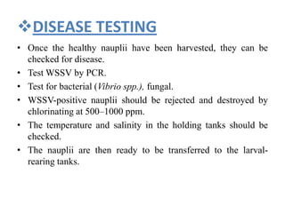 DISEASE TESTING
• Once the healthy nauplii have been harvested, they can be
checked for disease.
• Test WSSV by PCR.
• Test for bacterial (Vibrio spp.), fungal.
• WSSV-positive nauplii should be rejected and destroyed by
chlorinating at 500–1000 ppm.
• The temperature and salinity in the holding tanks should be
checked.
• The nauplii are then ready to be transferred to the larval-
rearing tanks.
 