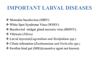 IMPORTANT LARVAL DISEASES
 Monodon baculovirus (MBV)
 White Spot Syndrome Virus (WSSV)
 Baculoviral midgut gland necrosis virus (BMNV)
 Vibriosis (Vibrio)
 Larval mycosis(Lagenidium and Sirolpidium spp.)
 Ciliate infestation (Zoothamnium and Vorticella spp.)
 Swollen hind gut (SHG)(causative agent not known)
 