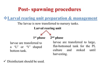 Post- spawning procedures
Larval rearing unit preparation & management
The larvae is now transferred to nursery tanks.
Larval rearing unit
1st phase 2nd phase
 Disinfectant should be used.
larvae are transferred to
a ‘U’ or ‘V’ shaped
bottom tank.
larvae are transferred to large,
flat-bottomed tank for the PL
culture and stoked until
harvesting.
 
