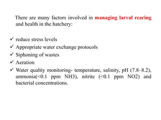 There are many factors involved in managing larval rearing
and health in the hatchery:
 reduce stress levels
 Appropriate water exchange protocols
 Siphoning of wastes
 Aeration
 Water quality monitoring- temperature, salinity, pH (7.8–8.2),
ammonia(<0.1 ppm NH3), nitrite (<0.1 ppm NO2) and
bacterial concentrations.
 