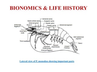 BIONOMICS & LIFE HISTORY
Lateral view of P. monodon showing important parts
 