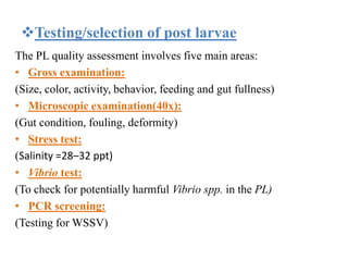 Testing/selection of post larvae
The PL quality assessment involves five main areas:
• Gross examination:
(Size, color, activity, behavior, feeding and gut fullness)
• Microscopic examination(40x):
(Gut condition, fouling, deformity)
• Stress test:
(Salinity =28–32 ppt)
• Vibrio test:
(To check for potentially harmful Vibrio spp. in the PL)
• PCR screening:
(Testing for WSSV)
 