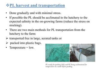 PL harvest and transportation
• Done gradually and with minimal stress.
• If possible the PL should be acclimated in the hatchery to the
expected salinity in the on-growing farms (reduce the stress on
stocking).
• There are two main methods for PL transportation from the
hatchery to the farm:
 transported free in large, aerated tanks or
 packed into plastic bags.
• Temperature = low.
 