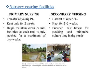 Nursery rearing facilities
PRIMARY NURSING
• Transfer of young PL.
• Kept only for 2 weeks.
• Helps maintain clean culture
facilities, as each tank is only
stocked for a maximum of
two weeks.
SECONDARY NURSING
• Harvest of older PL.
• Kept for 2 -3 weeks.
• Enhance their fitness for
stocking and minimize
culture time in the ponds
 