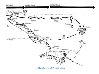 Life history of P. monodon
 