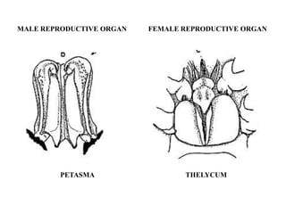 MALE REPRODUCTIVE ORGAN FEMALE REPRODUCTIVE ORGAN
PETASMA THELYCUM
 