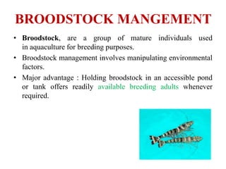 BROODSTOCK MANGEMENT
• Broodstock, are a group of mature individuals used
in aquaculture for breeding purposes.
• Broodstock management involves manipulating environmental
factors.
• Major advantage : Holding broodstock in an accessible pond
or tank offers readily available breeding adults whenever
required.
 