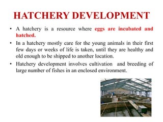 HATCHERY DEVELOPMENT
• A hatchery is a resource where eggs are incubated and
hatched.
• In a hatchery mostly care for the young animals in their first
few days or weeks of life is taken, until they are healthy and
old enough to be shipped to another location.
• Hatchery development involves cultivation and breeding of
large number of fishes in an enclosed environment.
 