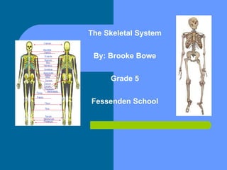 The Skeletal System By: Brooke Bowe Grade 5 Fessenden School Skeletal System By: Brooke Bowe Grade 5 Fessenden School 