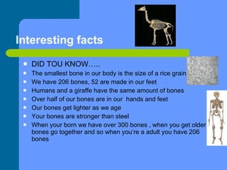 DID TOU KNOW….. The smallest bone in our body is the size of a rice grain We have 206 bones, 52 are made in our feet Humans and a giraffe have the same amount of bones Over half of our bones are in our  hands and feet Our bones get lighter as we age Your bones are stronger than steel When your born we have over 300 bones , when you get older , bones go together and so when you’re a adult you have 206 bones Interesting facts 