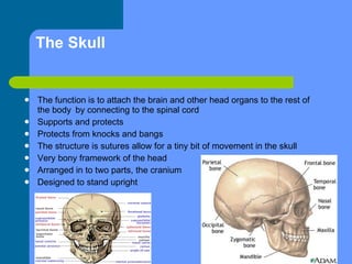 The Skull The function is to attach the brain and other head organs to the rest of   the body   by connecting to the spinal cord Supports and protects Protects from knocks and bangs The structure is sutures allow for a tiny bit of movement in the skull Very bony framework of the head Arranged in to two parts, the cranium  Designed to stand upright 