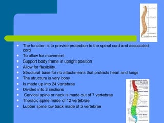The Spine  The function is to provide protection to the spinal cord and associated cord To allow for movement Support body frame in upright position Allow for flexibility Structural base for rib attachments that protects heart and lungs The structure is very bony Is made up into 24 vertebrae Divided into 3 sections Cervical spine or neck is made out of 7 vertebrae Thoracic spine made of 12 vertebrae Lubber spine low back made of 5 vertebrae 