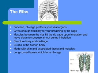 The Ribs  Function, rib cage protects your vital organs Gives enough flexibility to your breathing by rid cage  Muscles between the ribs lift the rib cage upon inhalation and move down to squeeze air out during inhalation Structure bony and cartilage 24 ribs in the human body Made with skin and associated fascia and muscles Long curved bones which form rib cage 
