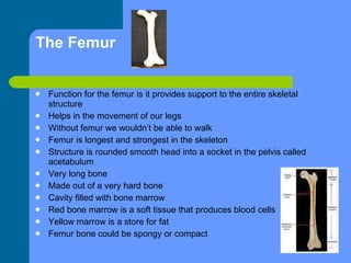 The Femur Function for the femur is it provides support to the entire skeletal structure Helps in the movement of our legs Without femur we wouldn’t be able to walk  Femur is longest and strongest in the skeleton Structure is rounded smooth head into a socket in the pelvis called acetabulum Very long bone Made out of a very hard bone Cavity filled with bone marrow Red bone marrow is a soft tissue that produces blood cells Yellow marrow is a store for fat Femur bone could be spongy or compact 