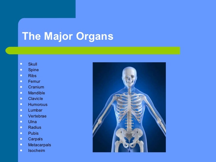 Brooke bowe the skeletal system slide show