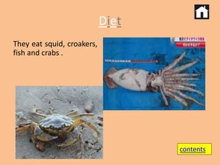 Diet 
They eat squid, croakers, 
fish and crabs . 
contents 
 