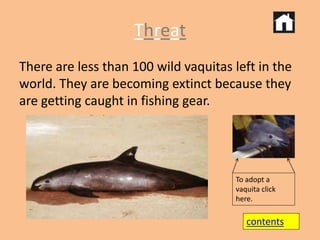 Threat 
There are less than 100 wild vaquitas left in the 
world. They are becoming extinct because they 
are getting caught in fishing gear. 
To adopt a 
vaquita click 
here. 
contents 
 