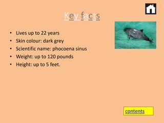 Key facts 
• Lives up to 22 years 
• Skin colour: dark grey 
• Scientific name: phocoena sinus 
• Weight: up to 120 pounds 
• Height: up to 5 feet. 
contents 
