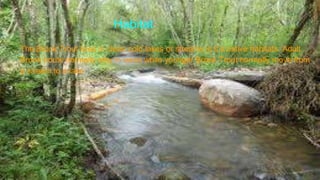 Habitat
The Brook Trout lives in clean cold lakes or streams in it’s native habitats. Adult
Brook trouts normally stay in lakes while younger Brook Trout normally move from
a stream to a lake
 