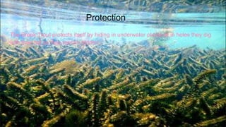 Protection
The Brook Trout protects itself by hiding in underwater plants or in holes they dig
with their tail so they remain hidden.
 