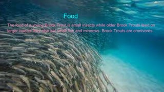 Food
The food of a young Brook Trout is small insects while older Brook Trouts feed on
larger insects they also eat small fish and minnows. Brook Trouts are omnivores.
 
