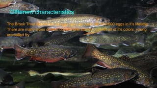 Different characteristics
The Brook Trout comes out of eggs and can have lay 400-600 eggs in it’s lifetime.
There are many types of trout but this one stands out with all of it’s colors. young
are called fry
 