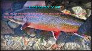 Endangered, or not
They are not endangered even though their population decreased. The population
decreased because of overfishing.
 