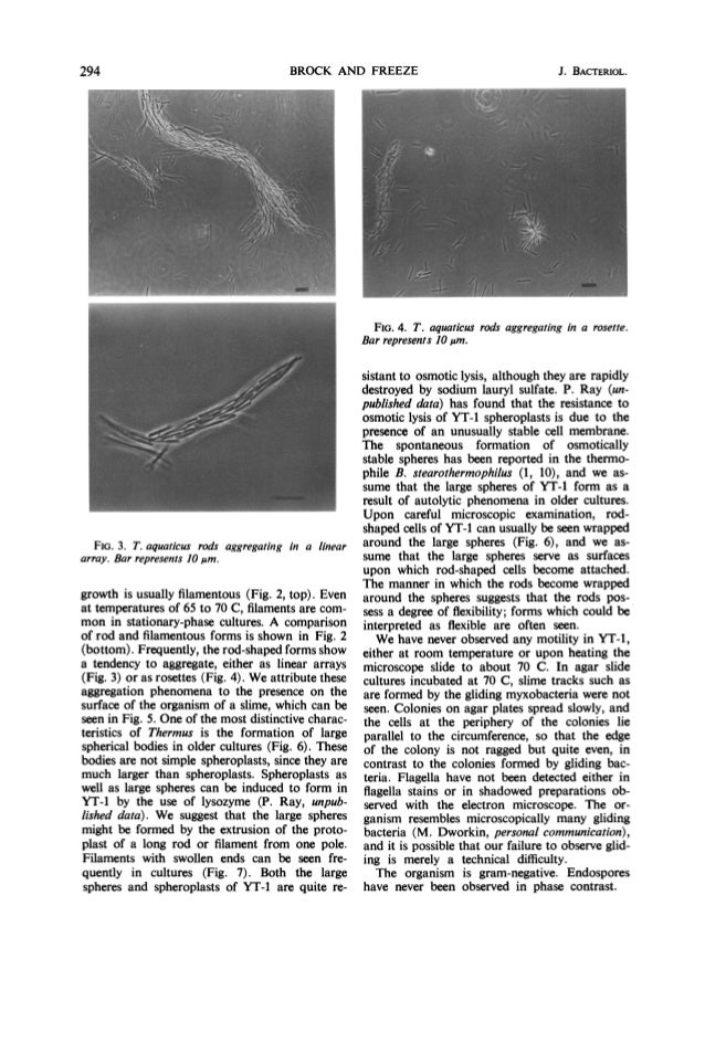 Thermus aquaticus gen. n. and sp. n., a nonsporulating extreme thermo…