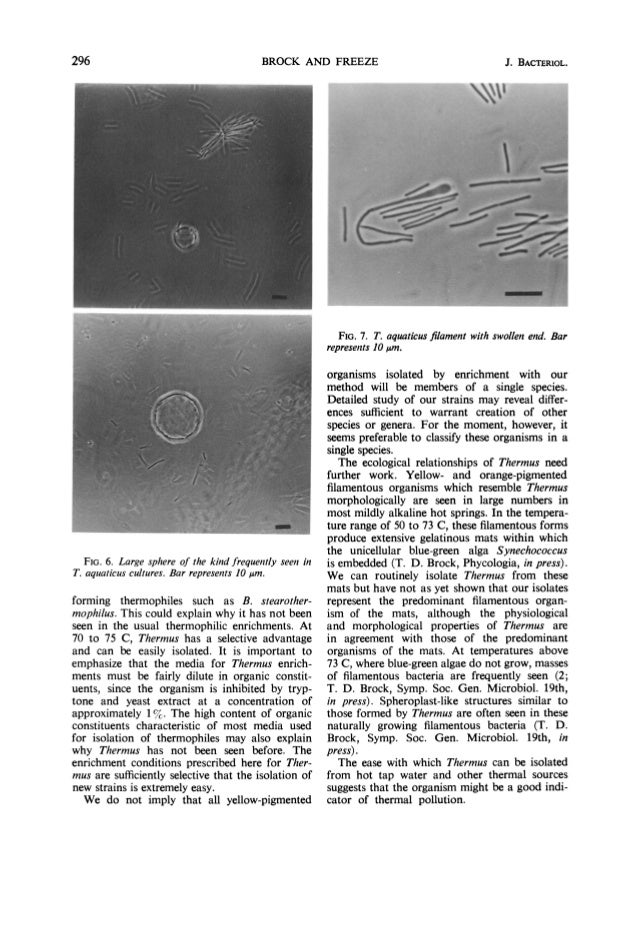 Thermus aquaticus gen. n. and sp. n., a nonsporulating extreme thermo…